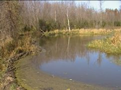 beaver pond at fullest