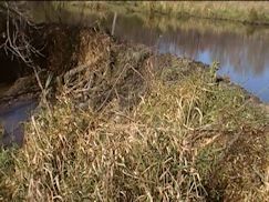 Main Dam Tiny Hand Dug Slit cut after beaver repair