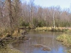 first little island in beaver pond