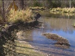 Backhoe in Place to open beaver dam