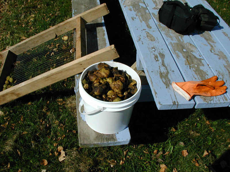 Pail of Black Walnut Husks