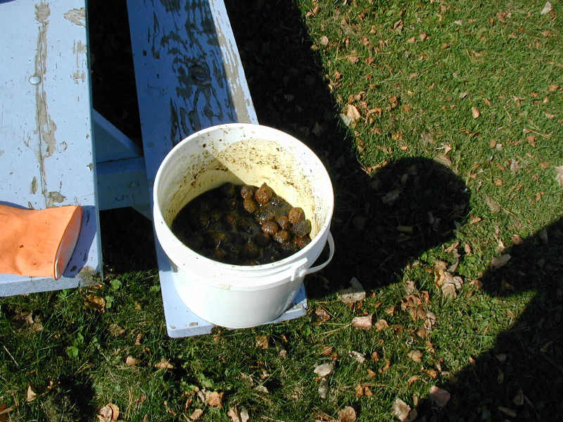 Soaking Dehusked Black Walnuts