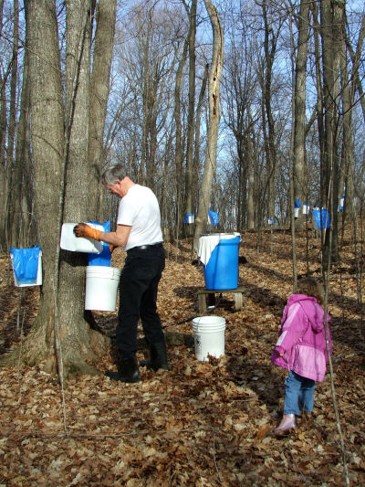 Emptying a Pail of Sap by Tilting it