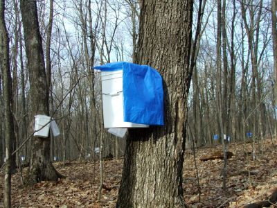 Pail on Maple Tree with Plastic Bag as a Cover