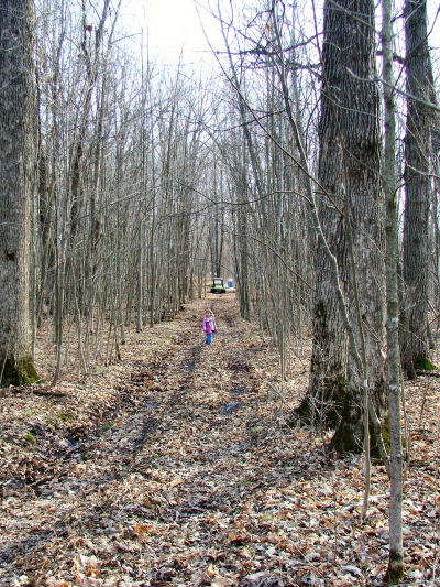 The Maple Trees are WAY up the hill!